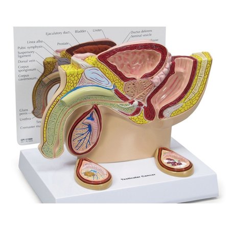 Anatomical Model - Male Pelvis - Testicles -  GPI ANATOMICAL, 3570
